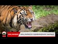 Mudannoo Maatii Qeerransa Waliin Harkumaan Waldhaansoo Walqabanitu Dubbii Ijoo Tahe Mudannoo Maatii Qeerransa Waliin Harkumaan Waldhaansoo Walqabanitu Dubbii Ijoo Tahe
