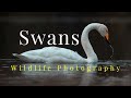 Bird Photography SWANS | Canon 90D Real World Test