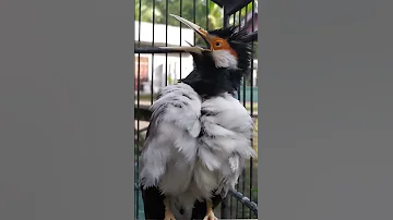 Burung JALAK SUREN GACOR Shorts 