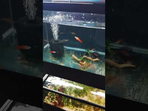 A little update. #aquarium #fishfam #fishkeepinghobby #fishtank #aquascapegallery #aquascape #fish