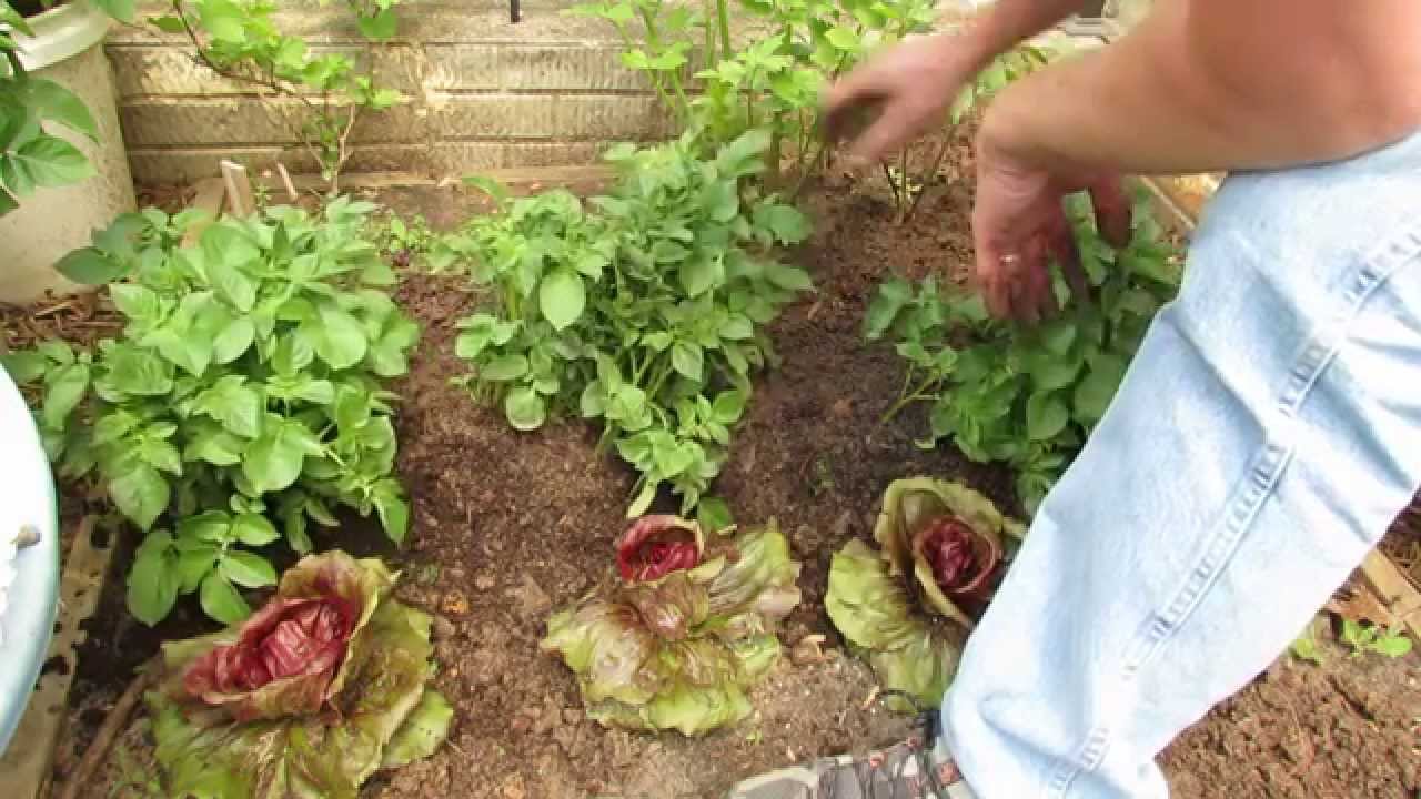 Increase Potato Yield by Trenching, BackFilling & Mounding TRG 2014