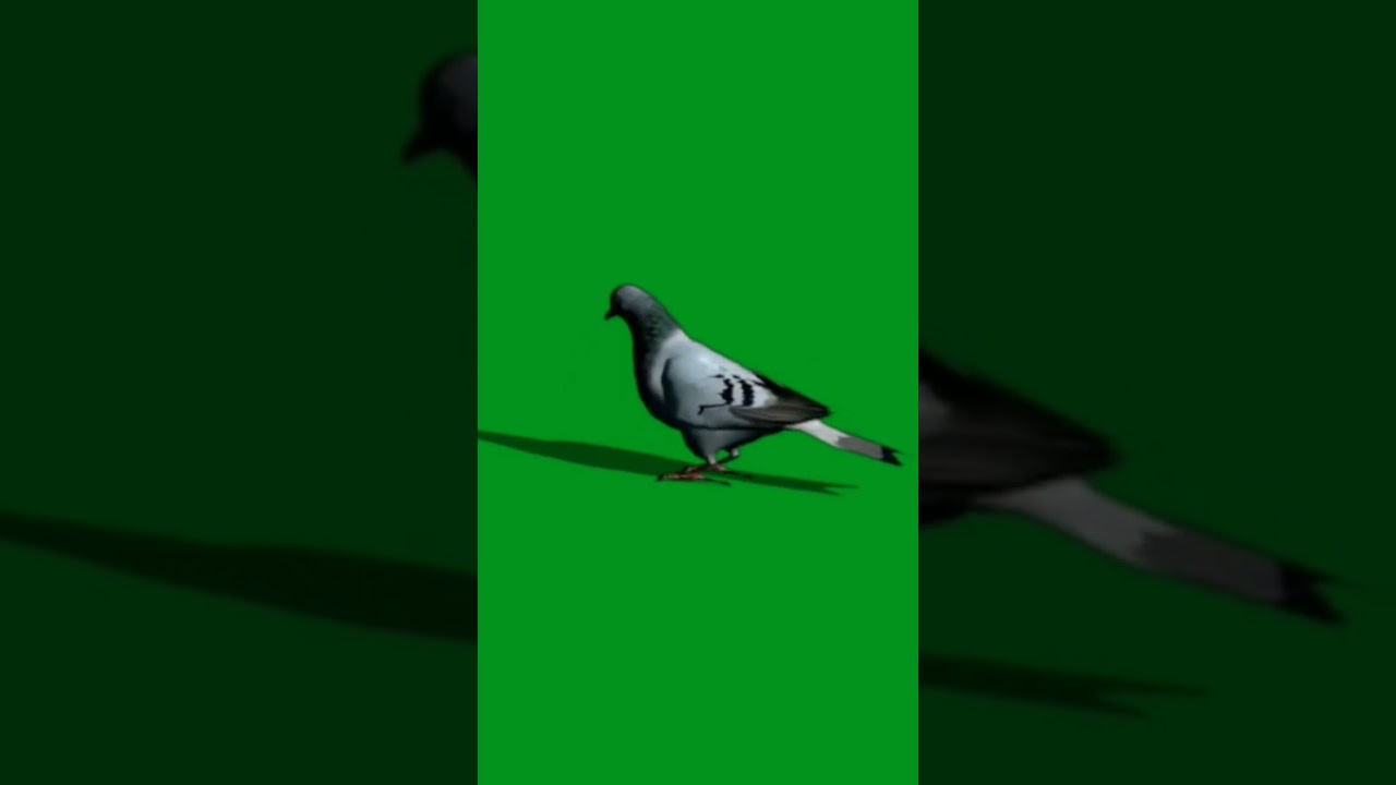 pigeon sitting green screen | pigeon green screen video 