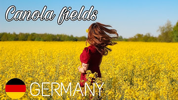Du lịch Châu Âu | Cánh đồng hoa cải vàng bát ngát ở Đức - beautiful canola fields in Germany