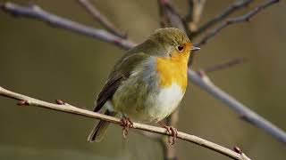 Robin/Roodborst Digiscoped