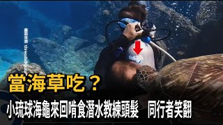 當海草吃? 小琉球海龜來回啃食潛水教練頭髮 同行者笑翻-民視新聞