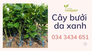 Về thêm cây bưởi da xanh(cây chiết) đẹp| Tiên Garden| 0343434651