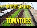 HOW TO: Interplant Tomatoes