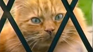 How to Stop Your Cat Spraying Indoors | Barking Mad | BBC Studios