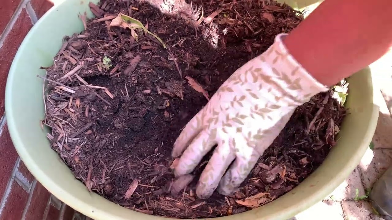 EPIC! Yukon Gold Container HARVEST!! Reclaiming Our Roots YouTube