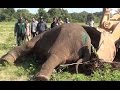 Injured Elephant !