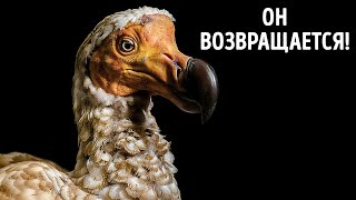видео: Они возвращают додо - на этот раз по-настоящему картинка: Они возвращают додо - на этот раз по-настоящему