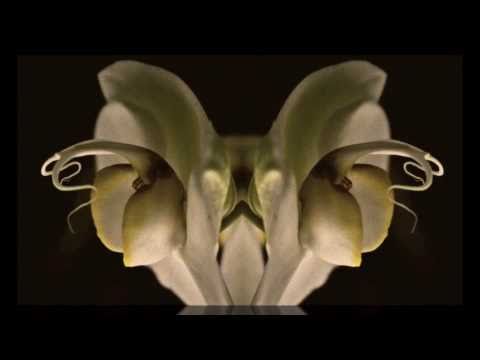 Kick Bong : kind of imagination adlı videoyu YouTube'da izle