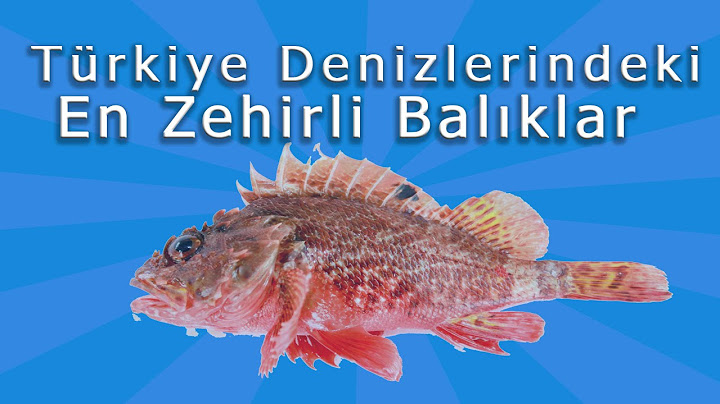 Türkiye Denizlerindeki En Zehirli Balıklar