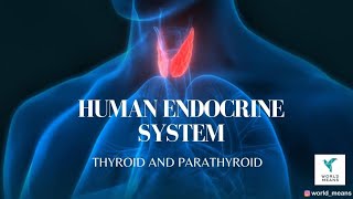 Human Endocrinology| Thyroid and Parathyroid Glands|