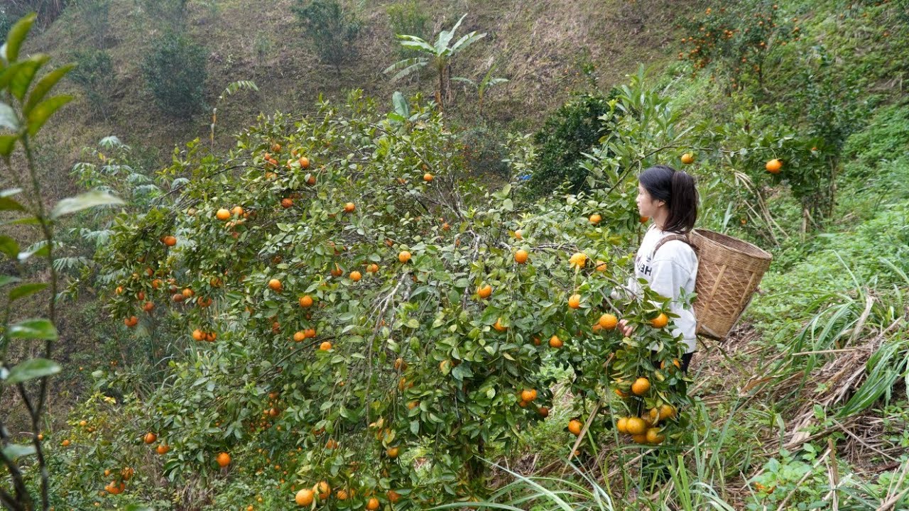 Full Video: Harvesting pomelos and oranges to sell at the market, gardening.