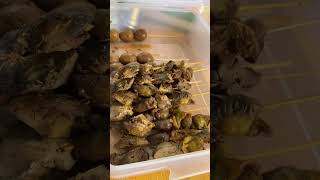 Sate Ati Ampela Telor Enak Di Makan Bareng Bubur