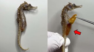 What's Surprising Inside a Seahorse's Belly? | Seahorse Dissection