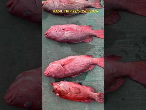 HASIL TRIP 22/5-25/5/2026