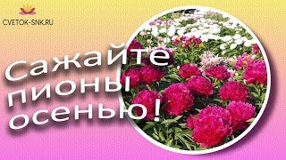 Когда сажать пионы? / Сад Ворошиловой