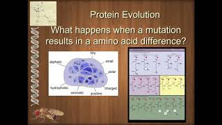 Unit 1 3 2 Protein Evolution and Domains