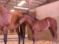 2007 American Quarter Horse Assn. NCHA Sire of the Year