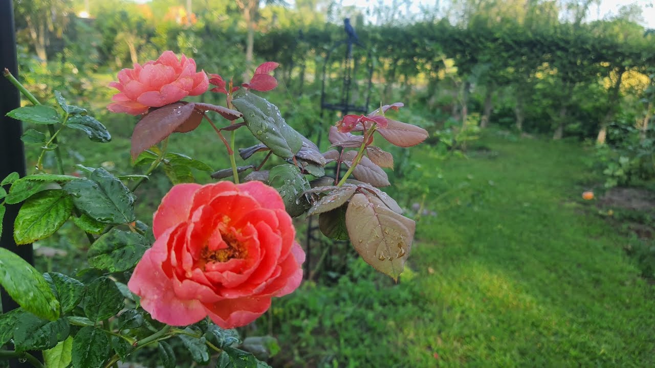 Эпизод 206 #Видеть розы в саду после шторма