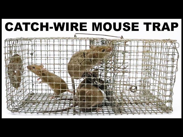 Catching A Huge Pack Rat With A Vintage Wire Cage Trap. Mousetrap Monday 