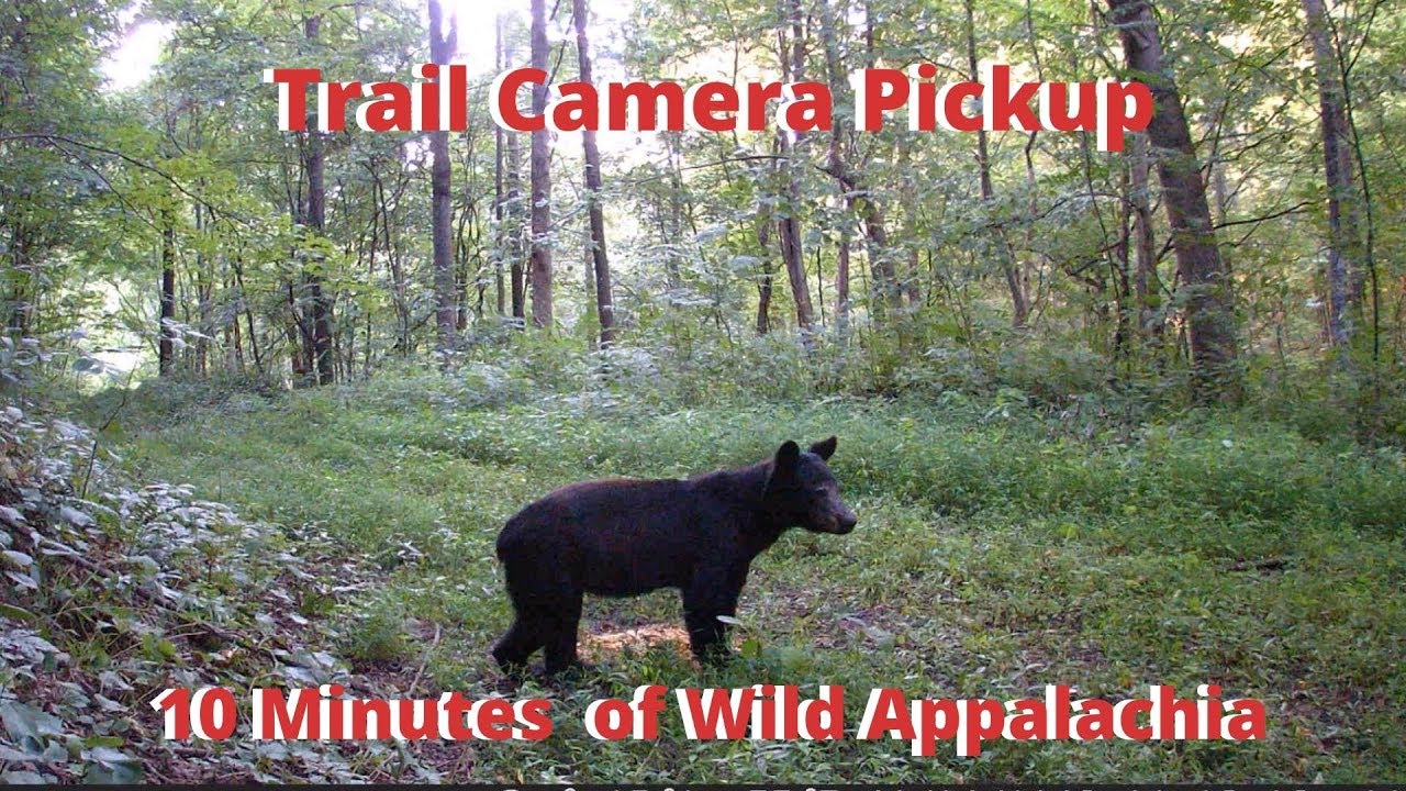 10 Minutes of Kentucky Trail Camera Pickup! Bear DESTROYS Camera, Bobcats, Coyotes, Deer, and More!