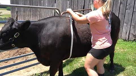 Estimating Weight of Cattle: Purdue Extension-Perry County