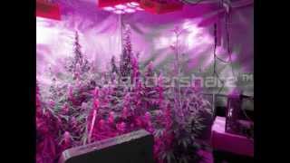 Www.ledhydroponics.co.uk Led Grow Lights Uk