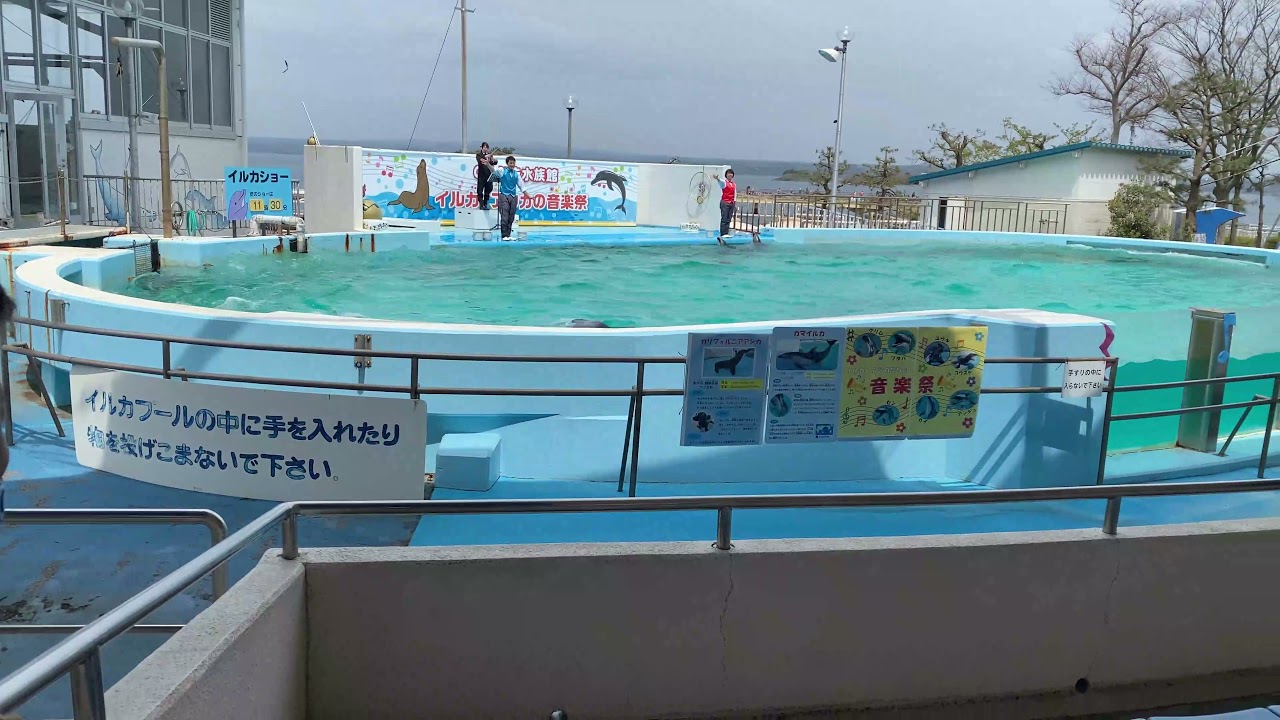 のとじま水族館 イルカ アシカの音楽祭 Youtube