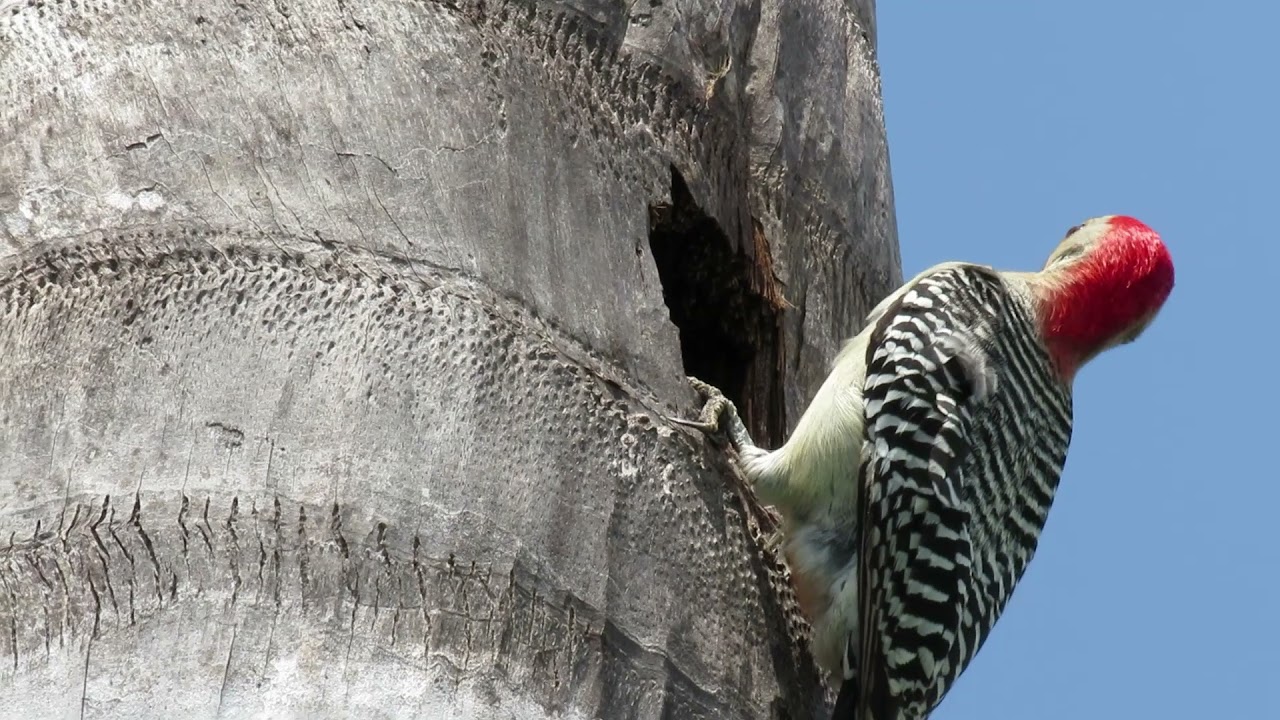 Red Bellied Woodpecker Call #woodpecker #backyardbirding - YouTube