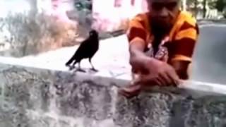 Hungry Crow asking food to Elderly women