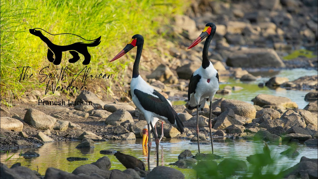 Kruger National Park Feb 2022: Shingwedzi to Letaba - Improving bird photography but still no cats!