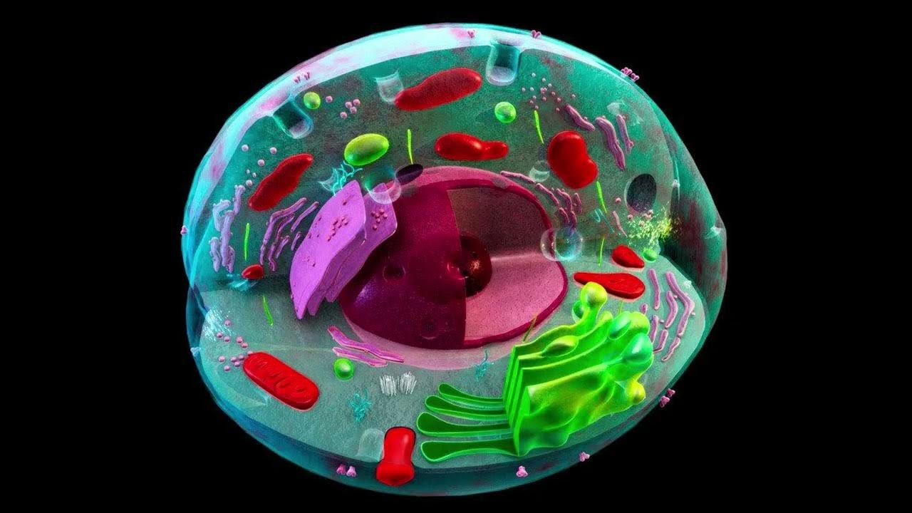 10 теорий биологии. Живая клетка. Клетка биология. Клетка живого организма. Красивое строение клетки.