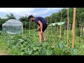Coltivare le zucchine con successo: primo raccolto 4kg