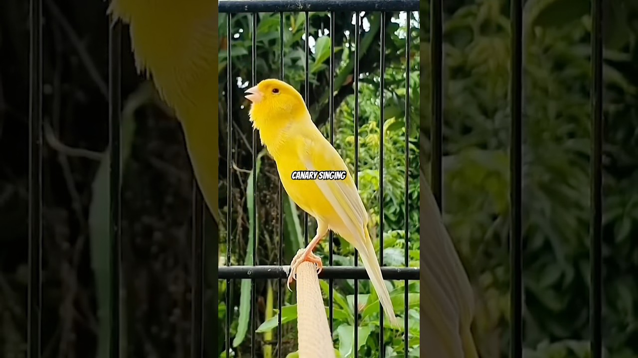 Yellow Canary Singing: Songs, Care & Training Tips (2025 Guide) 