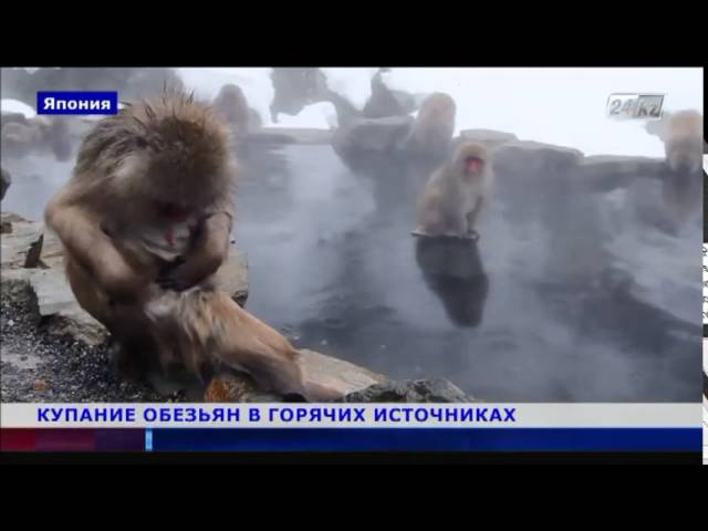 Обезьяна в теплой воде хоккей. Обезьяны в горячих источниках. Обезьяны купаются в горячих. Купание обезьяны в теплой воде. Обезьяны купаются в горячих источниках.