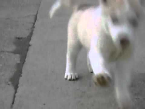 camera iphone 8 plus apk Suny video