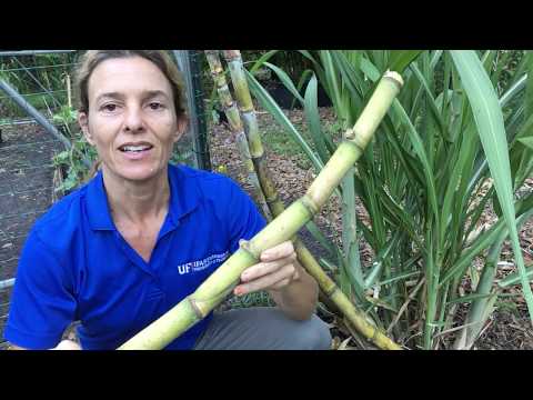Video: Která část cukrové třtiny se množí vegetativně?