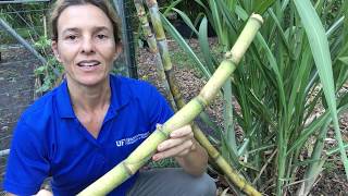 Sugarcane Propagation