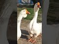 قوغاز اکراینی Ukrainian Goose Shorts Shortvideo Chicken Goose 