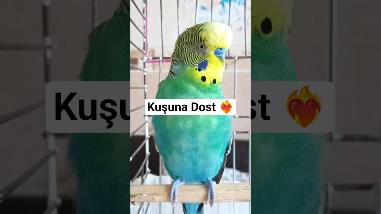 Muhabbet kuşu Sesi ve Muhabbet kuşu Konuşması #muhabbetkuşu #talkingparot #birds #budgies