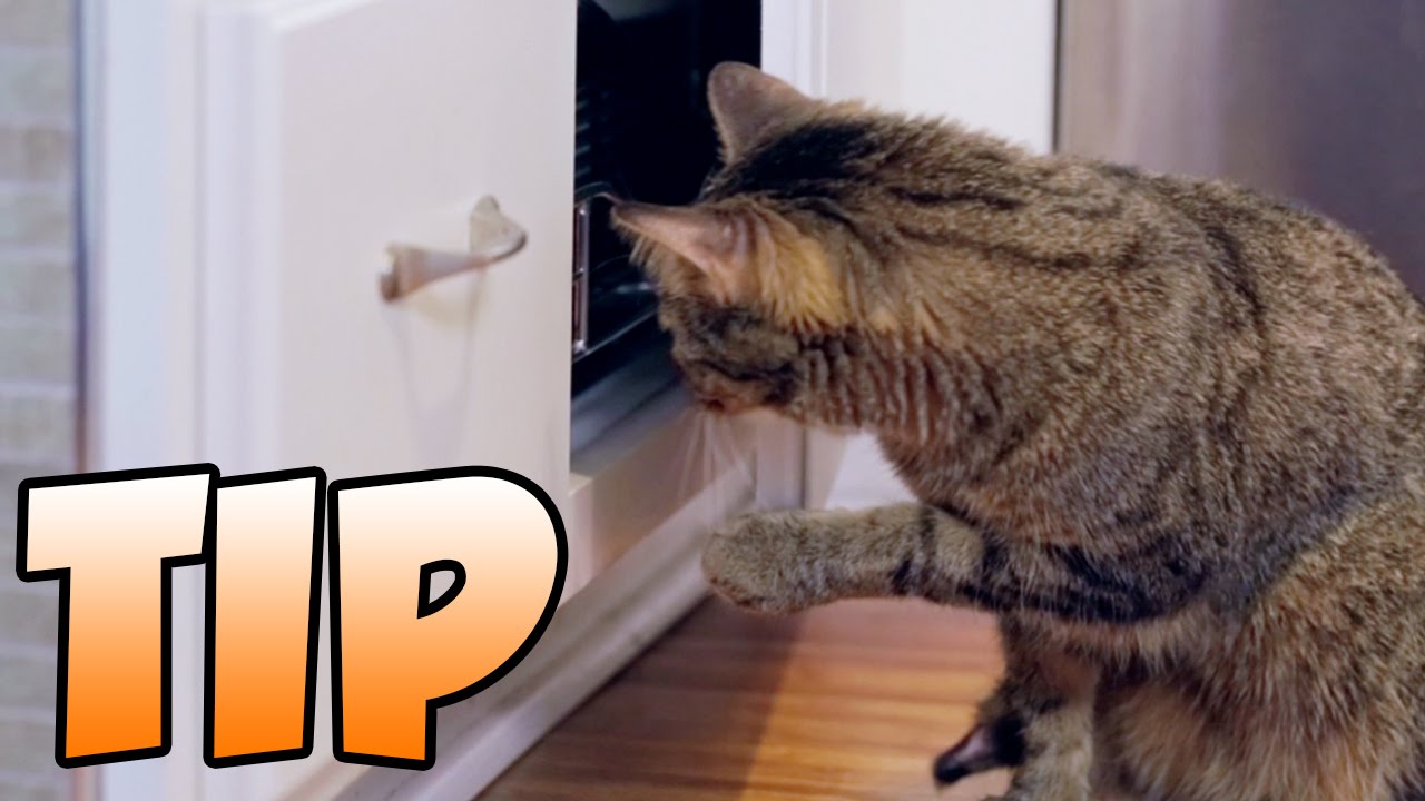 How To Keep Cat Out Of Cabinets