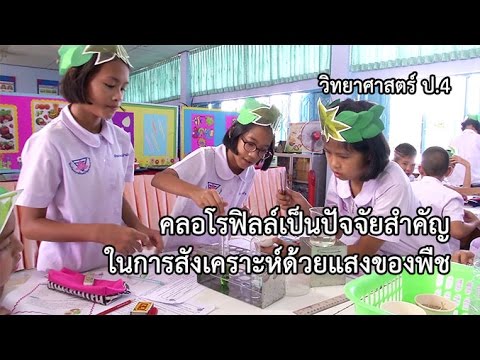 วิทยาศาสตร์ ป.4 คลอโรฟิลล์เป็นปัจจัยสำคัญในการสังเคราะห์ด้วยแสงของพืช  ครูวัชรี สมวัน