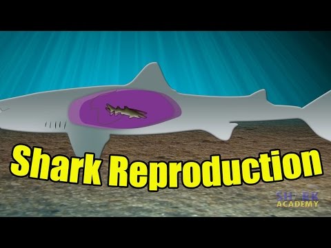 Shark Reproduction | SHARK ACADEMY
