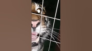 Thumbnail of Tiger's Roar Gives Goosebumps... 🫢