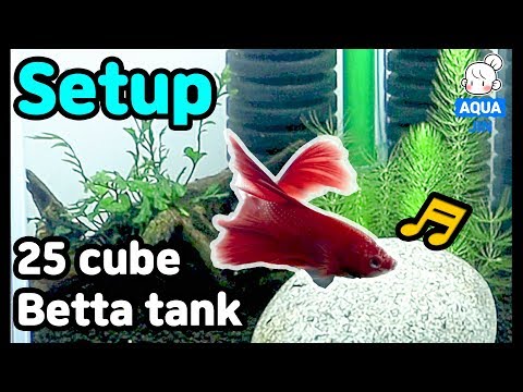 Betta fish nano tank Setup 3개 베타 어항 중 첫번째 세팅! 25 큐브 어항으로 베타 어항 만들어보아요~! Aqua Jin