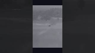 Big Texas Boar In The Hayfield 🌾