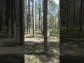 леса "Игоры"-Лен.область.